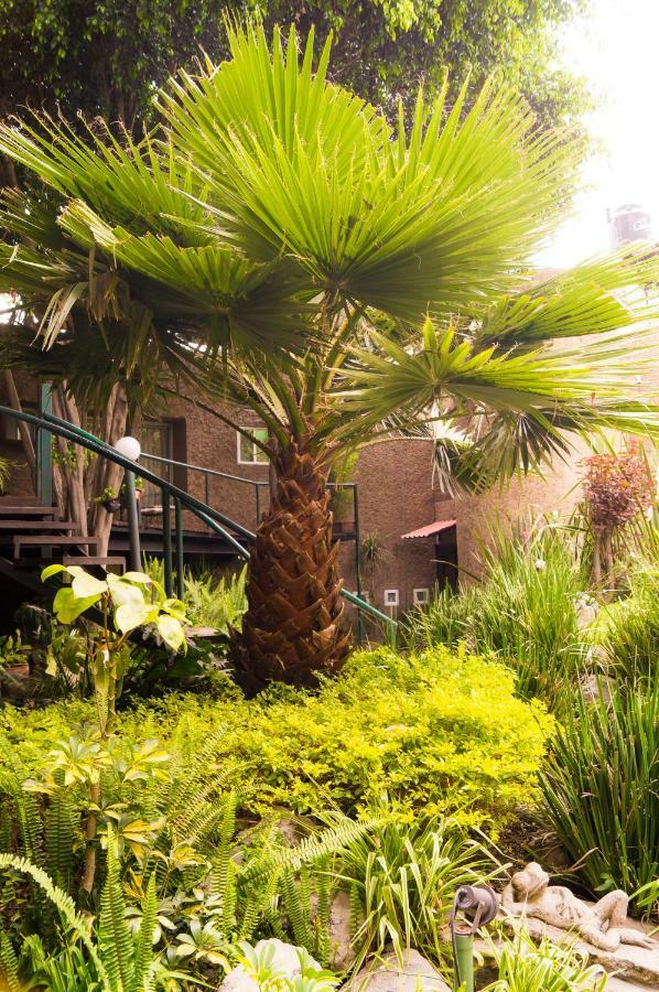 Suite 4A, Terraza, Garden House, Welcome To San Angel Мехико Экстерьер фото